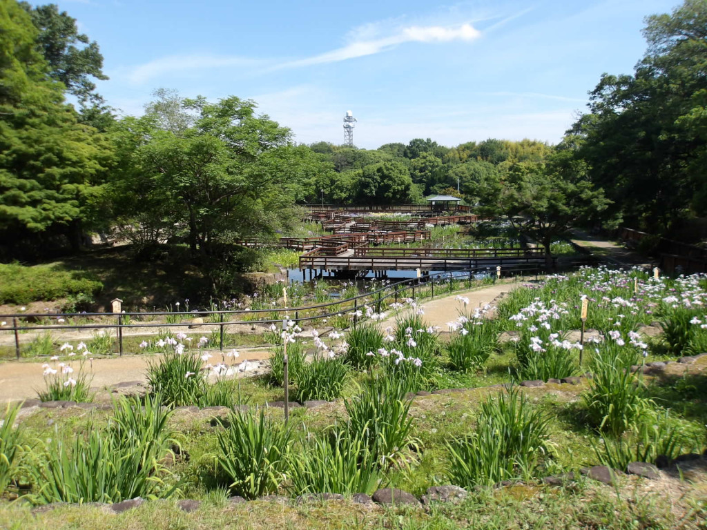花しょうぶ園写真